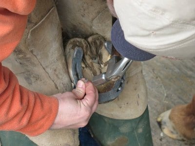 horseshoeing Close up photo farrier attaching shoes to horse.